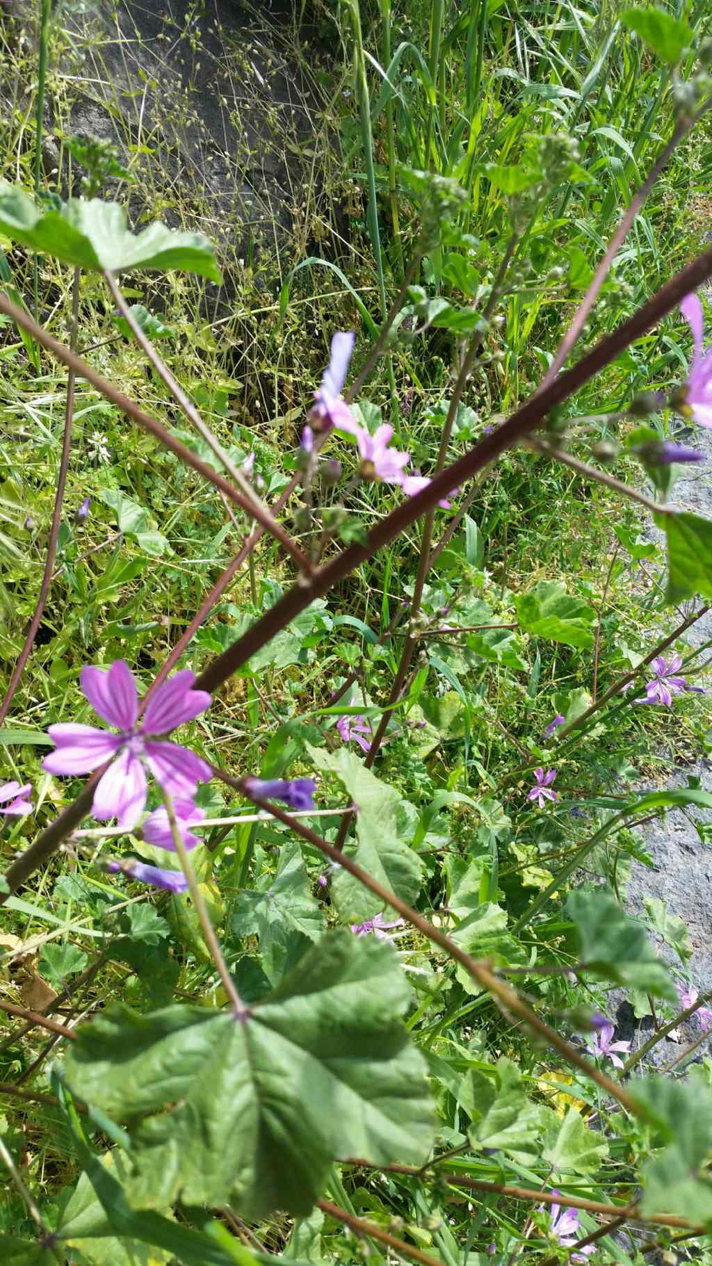 Malva sylvestris  (Malvaceae)